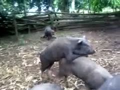 Rare film of zoophilia that was taken by a dilettante after he saw two big pigs having sex